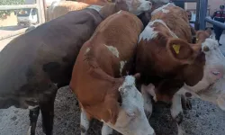 Anadolu’dan Trakya’ya Kaçak Hayvan Sevkine 91 Bin 323 TL Ceza