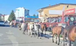 Ardahan’da Başıboş Atlar Sokak Ortasında Geziyor