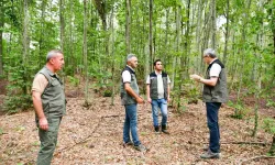 Balıkesir’de Kayın Ormanlarından Rahmet Yağıyor