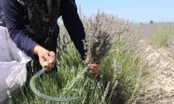 Eskişehir’de El Yordamı ile Lavanta Hasadı Başladı