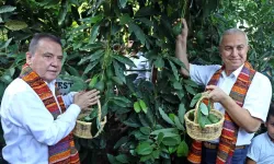 Foodfest Antalya Memleketler arası Gastronomi Şenliği Kapsamında Avokado ve Mango Hasadı Yapıldı