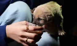 Hayvansever Aile, Anneleri Tarafından Terk Edilen Yavru Köpeklere Sahip Çıktı