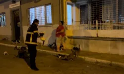 Kedi Üzerinde Koli Bandıyla Kaçtı, İtfaiye Yardım İçin Kovaladı