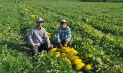 Kırkağaç Kavununda Birinci Hasat Yapıldı