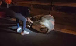 Tırdan Kaçarak Otoyolda Trafiği Durduran Angus, İğneyle Vurularak Yakalandı