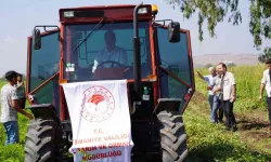 Yer Fıstığının Başşehri Osmaniye’de Hasat Başladı