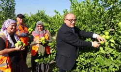 Yılda 1 Milyon Tondan Fazla Üretiliyor: Limonun Başşehrinde Hasat Başladı