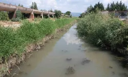 Zehir Akan Derede Toplu Balık Vefatı Yaşanıyor