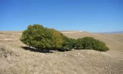 100 Yıldır Birebir Heyecanla Ceviz Hasadı Yapılıyor