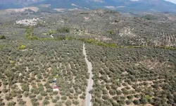 2024-2025 Zeytin Döneminde 3 Milyon 600 Bin Ton Zeytin, 750 Bin Ton Sofralık Zeytin, 2 Milyon 850 Bin Ton Yağlık Zeytin ve 475 Bin Ton Zeytinyağı Rekoltesi Bekleniyor