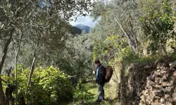 Artvin’de Asırlık Zeytin Ağaçlarından Hasat Başladı