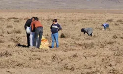 Çiftçiden Vatandaşlara Ücretsiz Patates