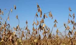 Diyarbakır’da Bu Yıl 35 Bin Dekar Soya Fasulyesi Ekildi