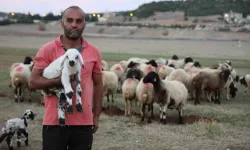 Hayvan Yetiştiricileri, Hayvanlarının Çobanlığını da Kendileri Yapıyor