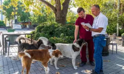 İzmir’de Sahipsiz Köpeklerin Sayımı Başladı