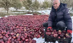 Karlı Dağlarda Şiddetli Elma Hasadı