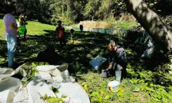 Şırnak’ta Ceviz Hasadı Başladı