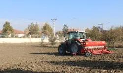 Arpa ve Buğday Çeşit Denemeleri Başladı