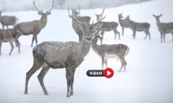 Sıklık Tabiat Parkı'ndaki Geyikler Böyle Görüntülendi