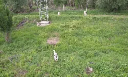 Ankara’da Köpeklerin Dron Kovalamaca Gösterisi Gülümsetti