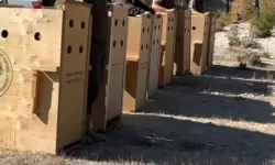Antalya’da 8 Dişi Alageyik Yeni Hayat Alanlarına Kavuştu