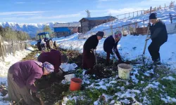 Artvin’e Kış Erken Gelince Patates Hasadı Kar Altından Yapıldı