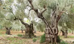 Bugün Tüm Dünya da "Zeytin Ağacı Günü" Kutlanıyor