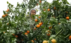 Coğrafik İşaretli Havran Mandalinasında Hasat Başladı