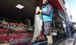 Dönemin Birinci Dev Turna Balığı Keban Barajında Yakalandı