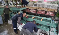 Edremit Körfezi’ndeki Zeytin İşletmelerinde Elek Mesaisi Başladı