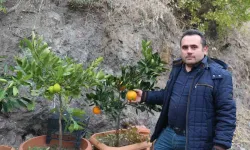 Karasal İklimde Tropikal Meyveler ve Zeytin Yetiştiriyor
