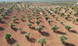 Kilis’te Zeytin Hasadı Başladı