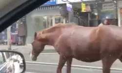 Tekirdağ’da Sokaklarda Gezen Başıboş Atlar Şaşkınlığa Sebep Oldu