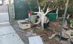 Yazlığına Geldiğinde Arı Kolonisiyle Karşılaştı, Zabıtayı Aradı