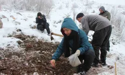 ’Yitik Türk Lalesi’ Gurbetten Amasya’ya 45 Bin Tohumla Döndü