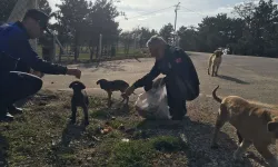 Zabıta Ekipleri, Sokak Hayvanlarını Besledi