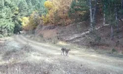 Çankırı’da Kuşağı Tehlike Altında Olan Vaşak ve Yavruları Kamerada