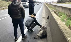 Çarptığı Yaralı Köpeği Sevdi, Başından Ayrılmadı