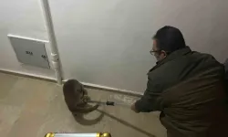 Yolunu Kaybeden Su Samuru Apartmana Girdi