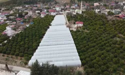 Adana’da Mahallede 400 Metrekareyle Başlayan Seracılık 30 Dönüme Ulaştı