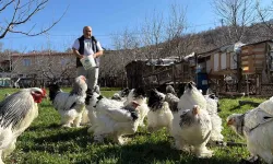 Hobisini Tutkuya Çevirerek Konutunun Bahçesini Tavuk Çiftliğine Dönüştürdü