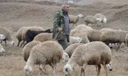 İstanbul’dan Kaçtı, Köyünde Yaptığı Hayvancılıkla Huzuru Buldu: "Şehir Hayatı Açık Cezaevi Gibi"