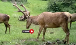 Çorum’daki Yaban Hayatı Fotokapana Yansıdı