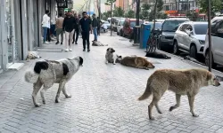 Yüksekovalı Vatandaşlar Reaksiyonlu: "Sokak Köpekleri Bir An Evvel Toplatılsın"