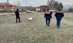 Köyde Kaz Dövüşü Yaptırırken Yakalandılar