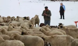 Emektar Çoban Koyunlara Yaz Kış Kaval Çalıyor