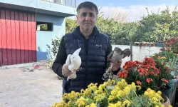 Güvercinlerini Parçalayan Atmacayı Yakalayıp Besledikten Sonra Tabiata Saldı