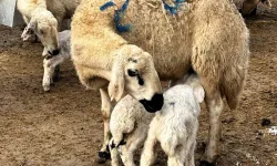 Malatya’da Baharın Habercisi Kuzuların Doğumları Başladı