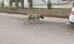 Sokak Köpekleri Bayana Saldırdı: O Anlar Kamerada