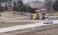 Sokak Köpekleri Yaşı Küçük Çocuğa Bu türlü Saldırdı
